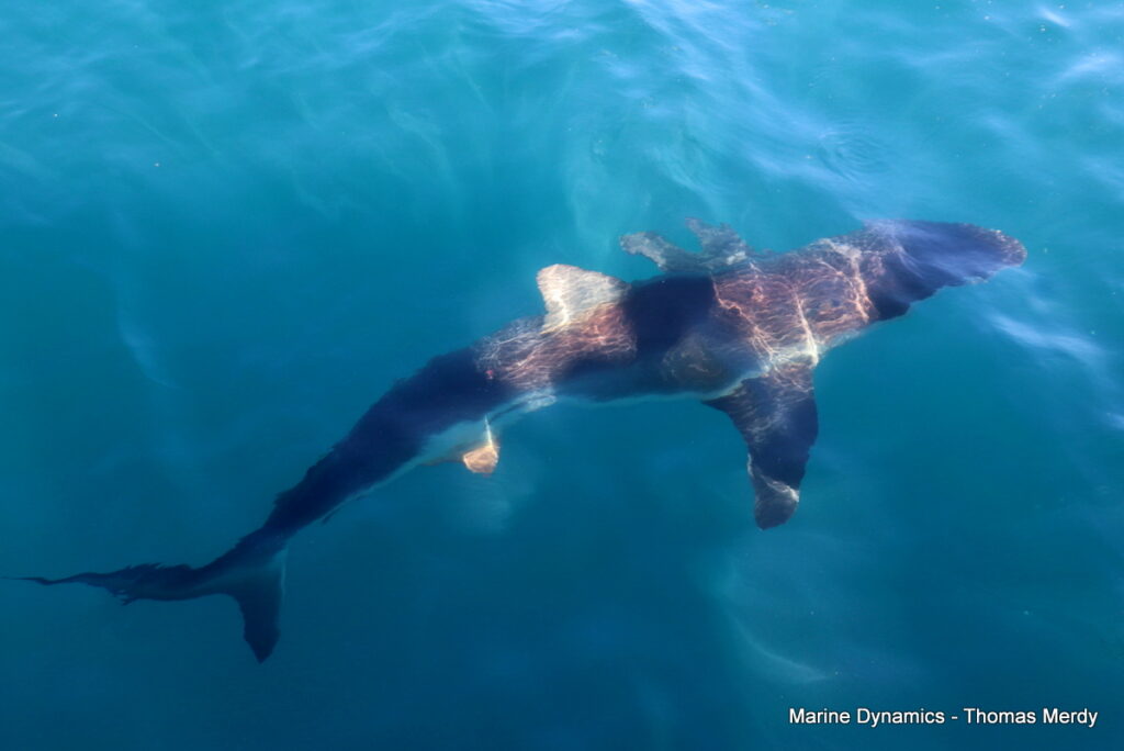 Shark cage diving, South Africa, gansbaai 
