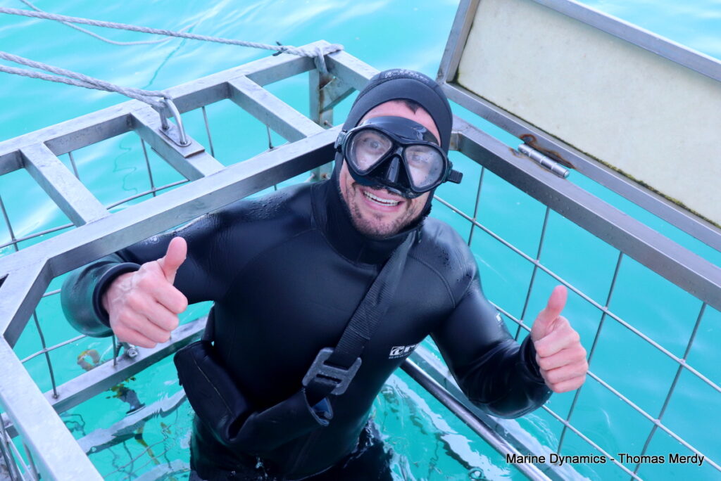 Shark cage diving, South Africa, gansbaai 