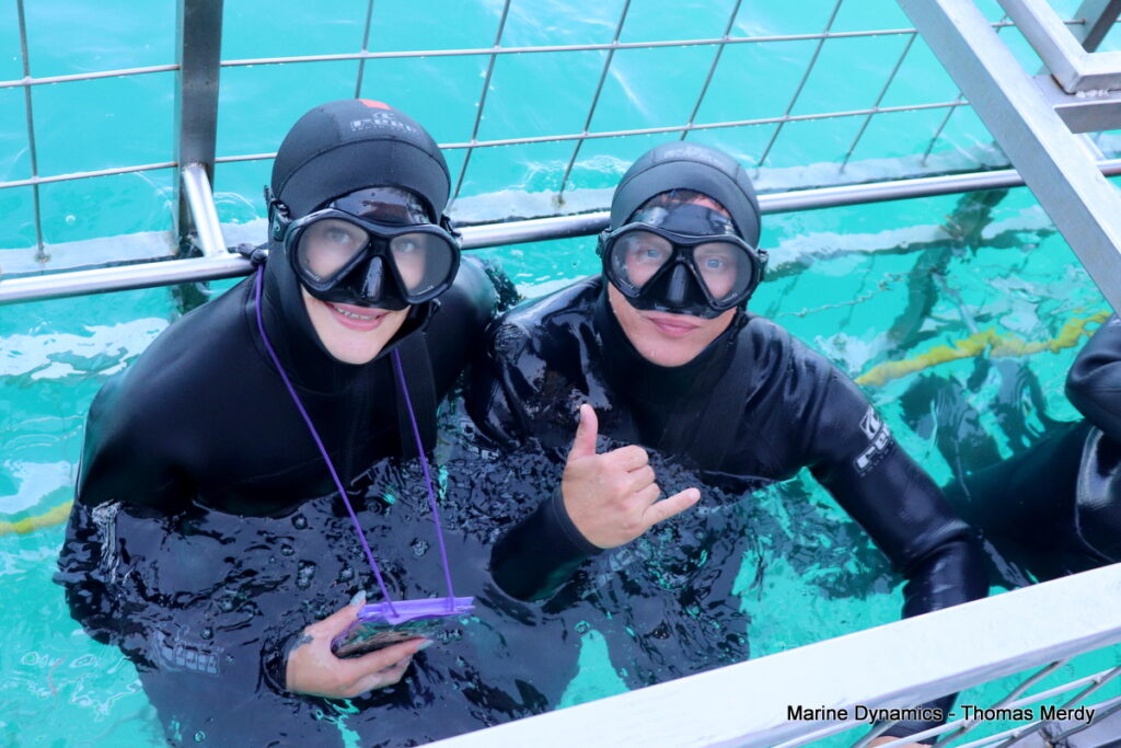 Shark cage diving, South Africa, gansbaai 