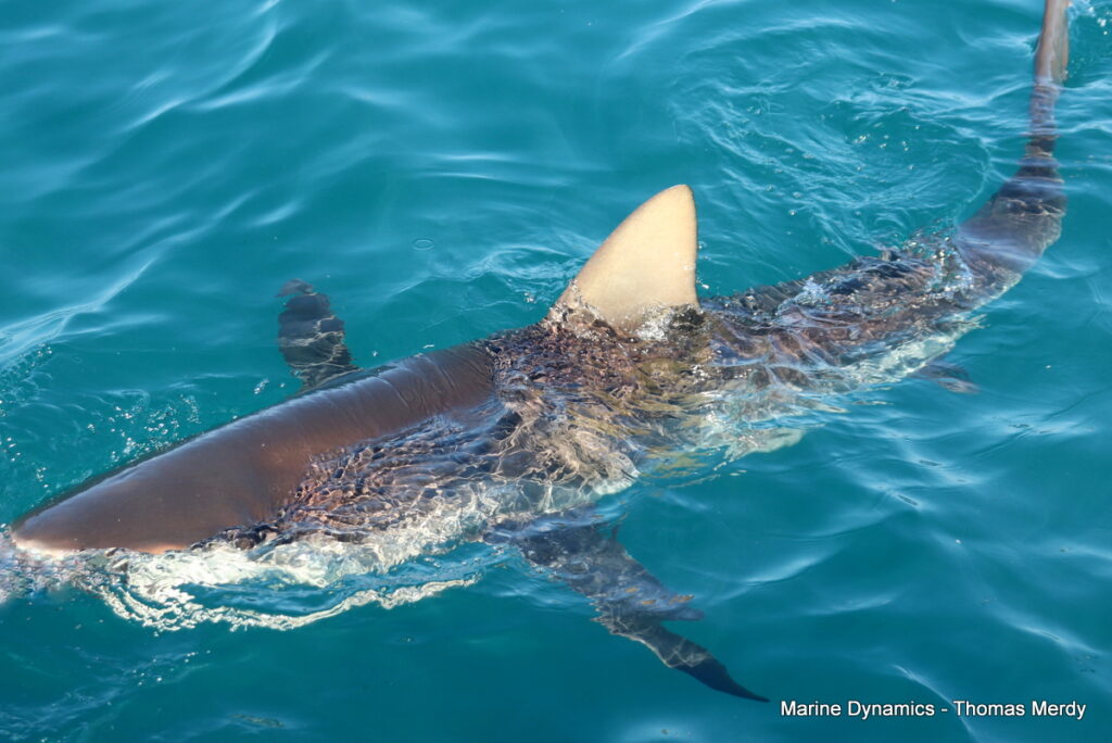 Shark cage diving, South Africa, gansbaai 