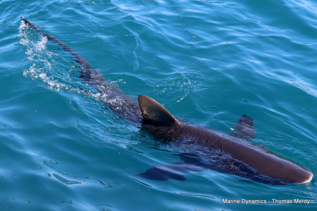 Shark cage diving, South Africa, gansbaai 