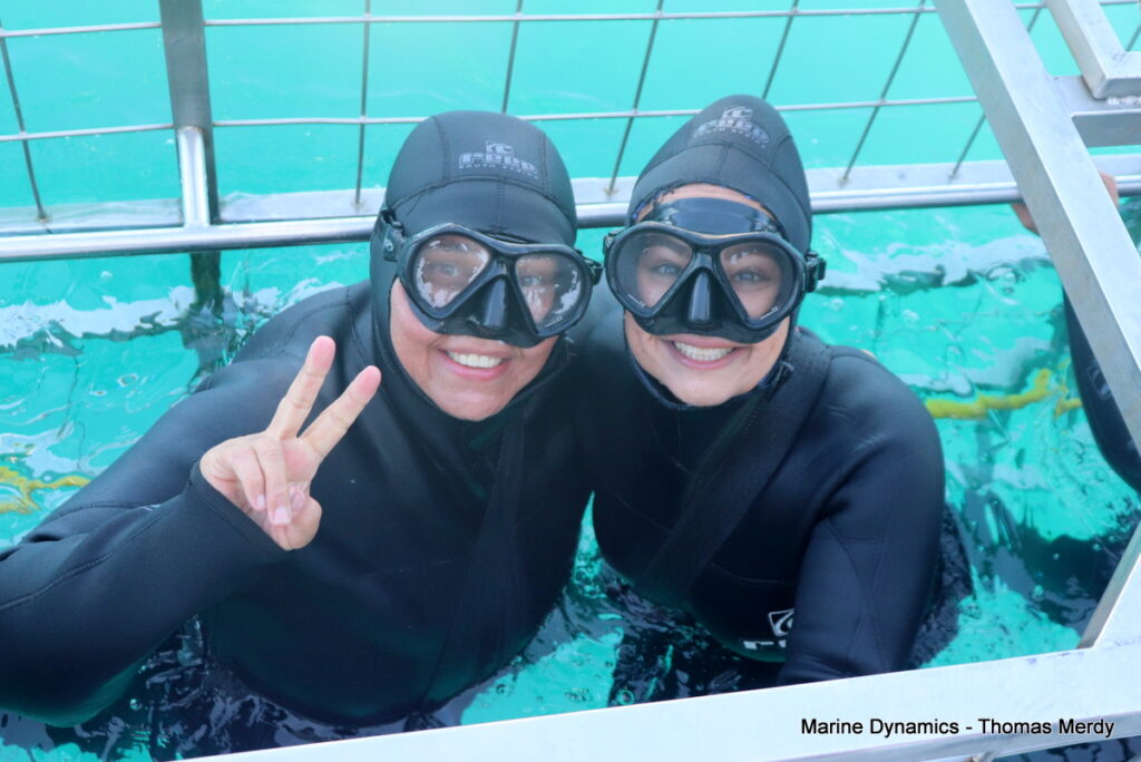 Shark cage diving, South Africa, gansbaai 