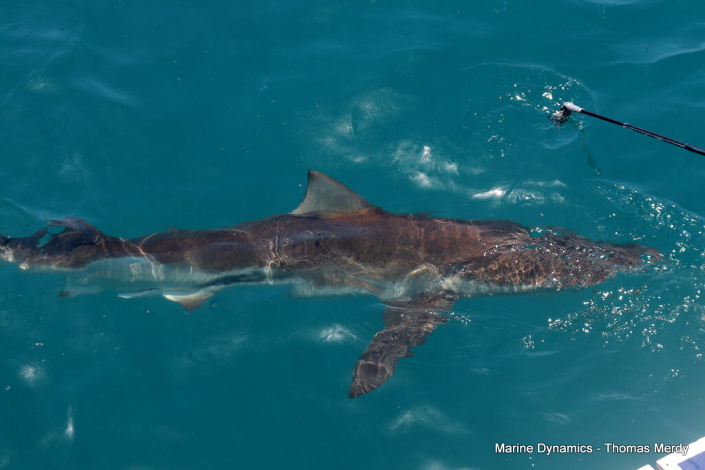 Shark cage diving, South Africa, gansbaai