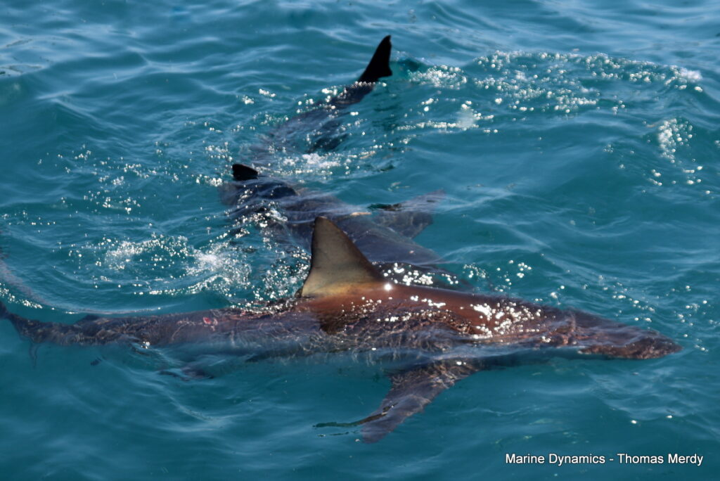 Shark cage diving, South Africa, gansbaai