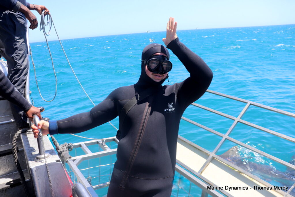 Shark cage diving, South Africa, gansbaai