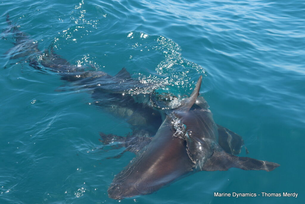 Shark cage diving, South Africa, gansbaai