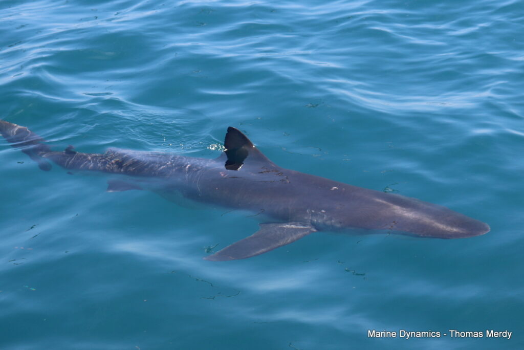 Shark cage diving, South Africa, gansbaai