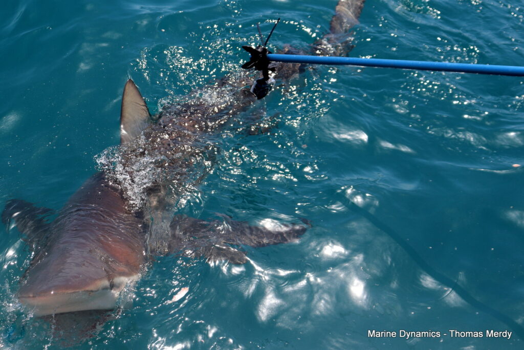 Shark cage diving, South Africa, gansbaai