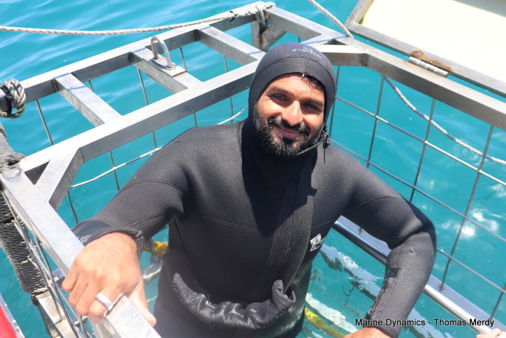 Shark cage diving, South Africa, gansbaai 