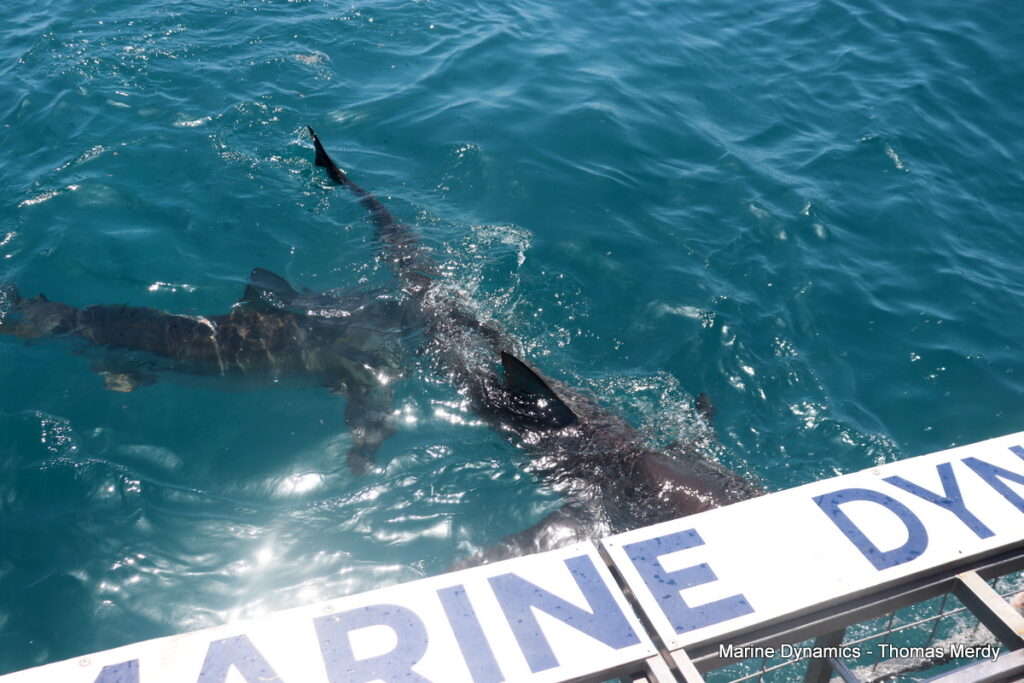 Shark cage diving, South Africa, gansbaai 