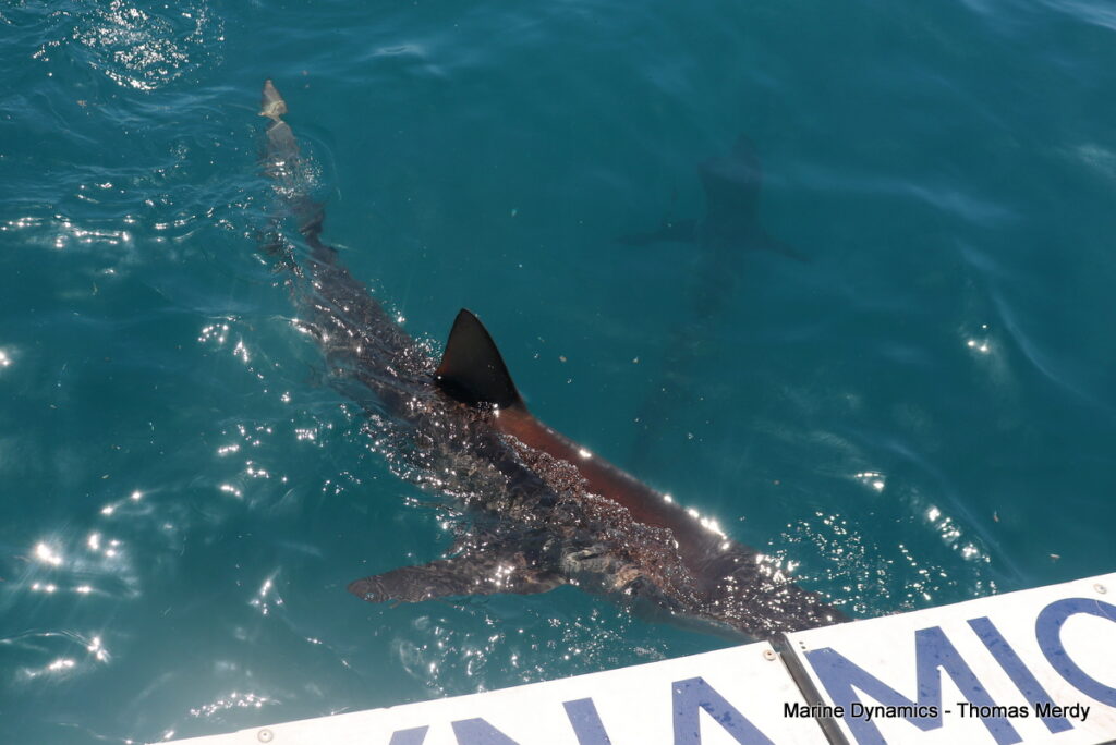 Shark cage diving, South Africa, gansbaai 