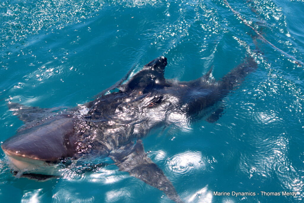 Shark cage diving, South Africa, gansbaai 