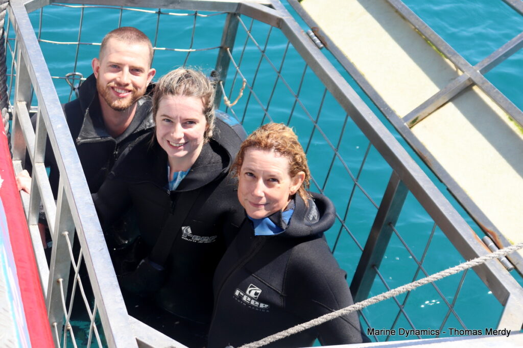 Shark cage diving, South Africa, gansbaai 