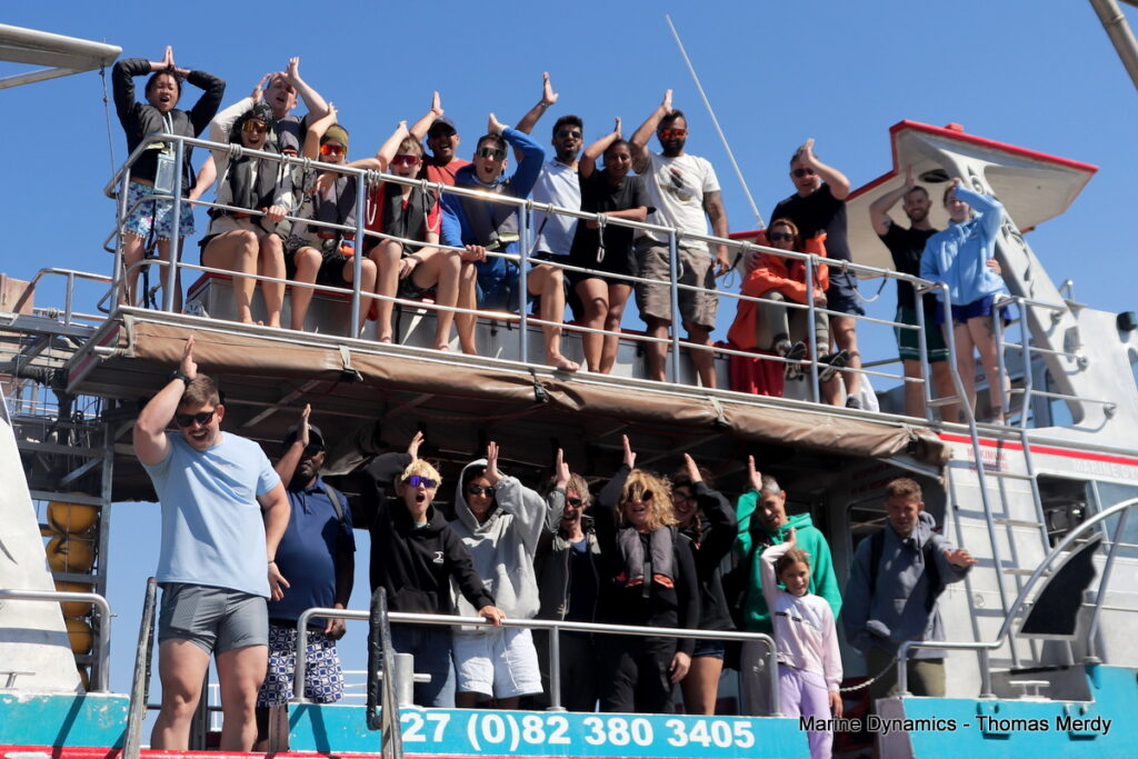 Shark cage diving, South Africa, gansbaai 