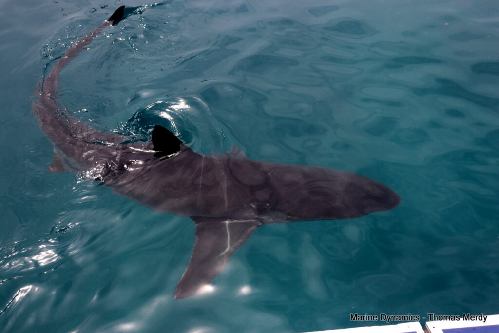Shark cage diving, South Africa, Gansbaai