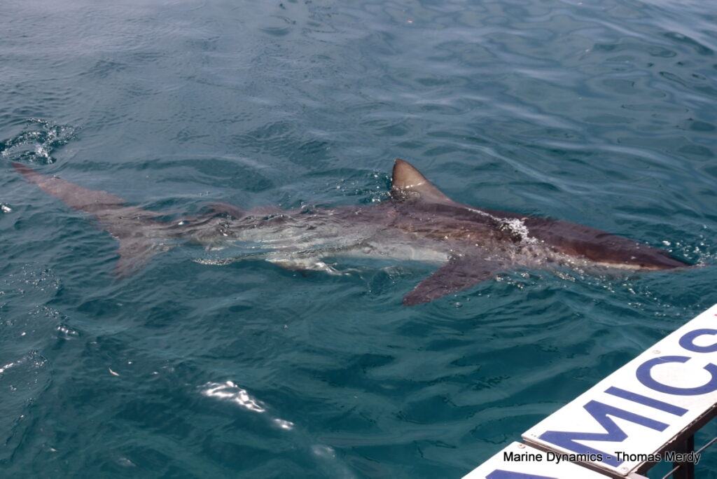 Shark cage diving, South Africa, Gansbaai