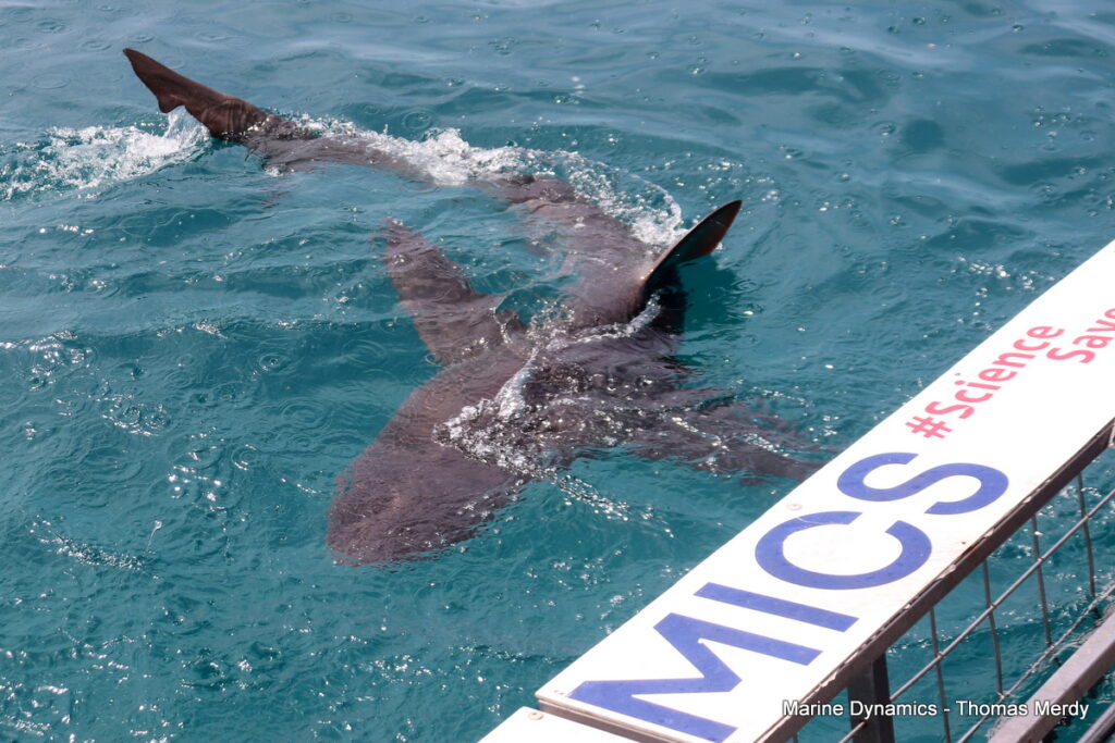 Shark cage diving, South Africa, Gansbaai