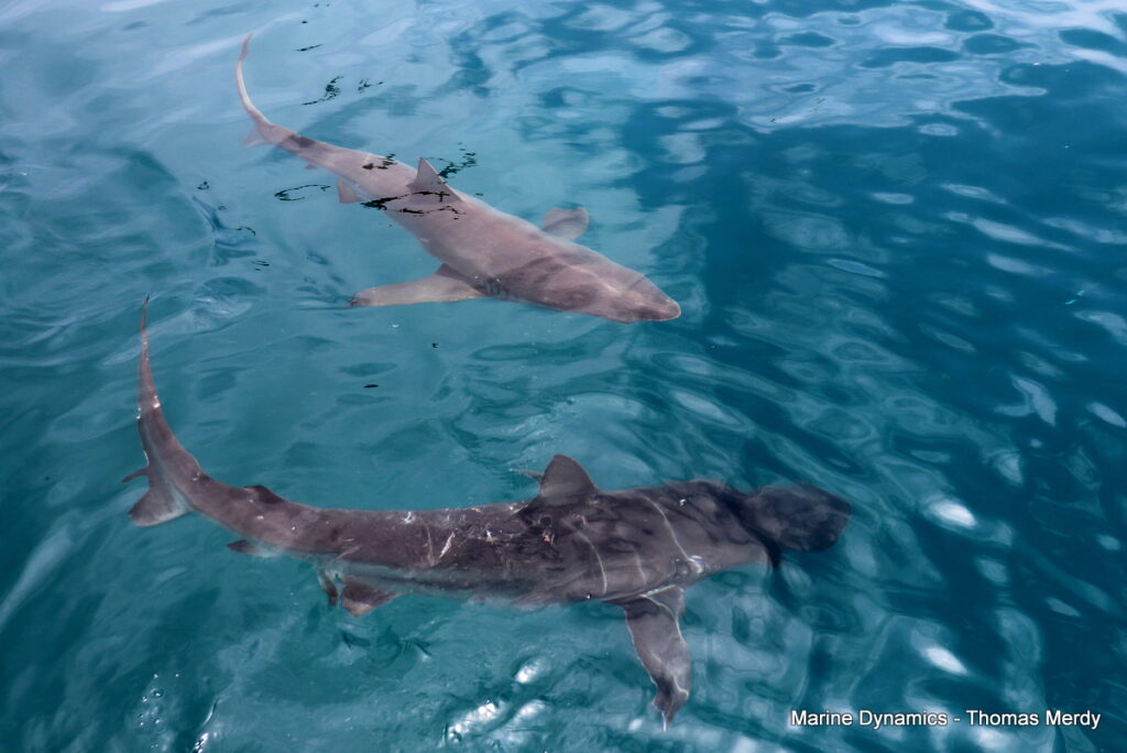 Shark cage diving, South Africa, Gansbaai