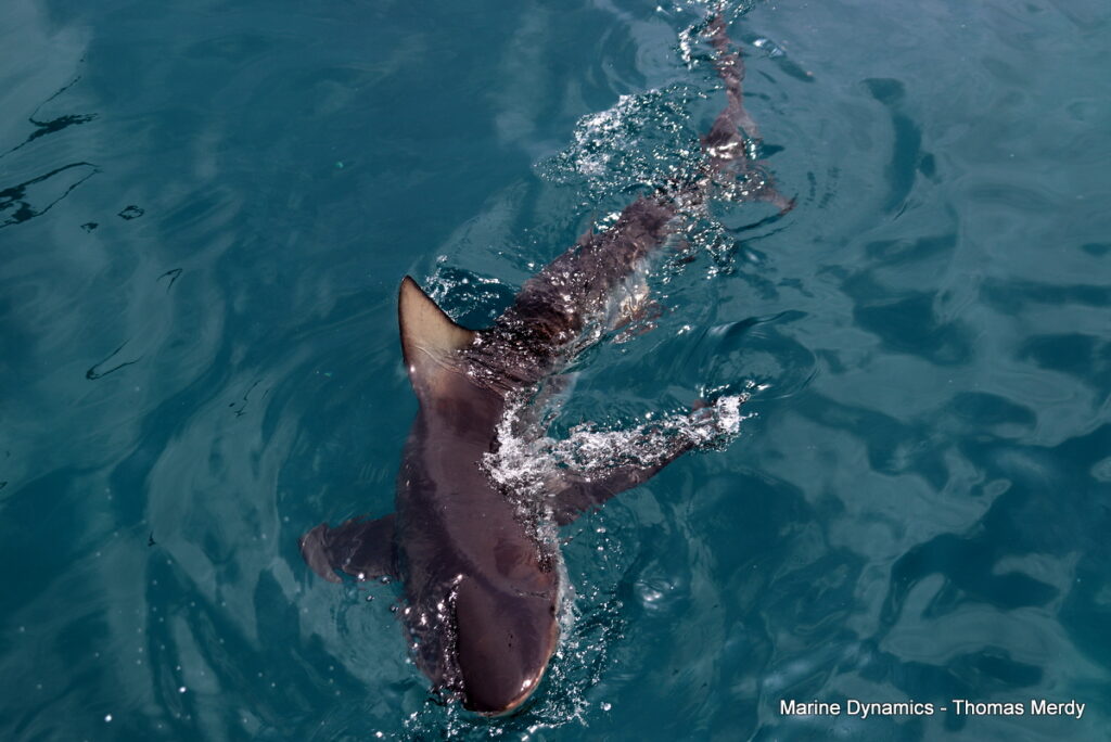 Shark cage diving, South Africa, Gansbaai