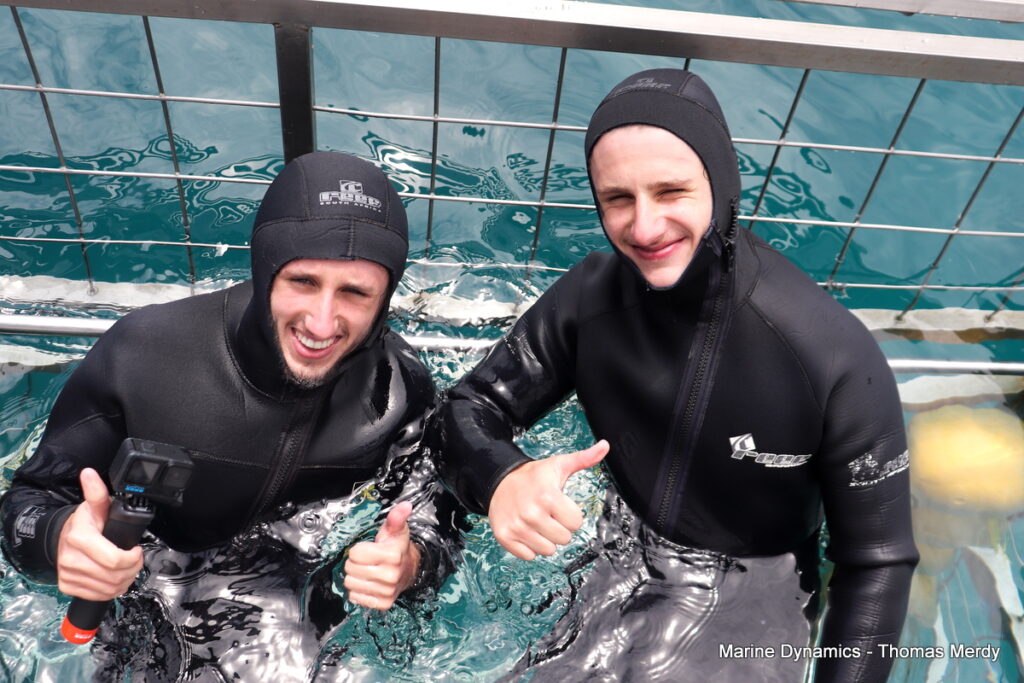 Shark cage diving, South Africa, Gansbaai