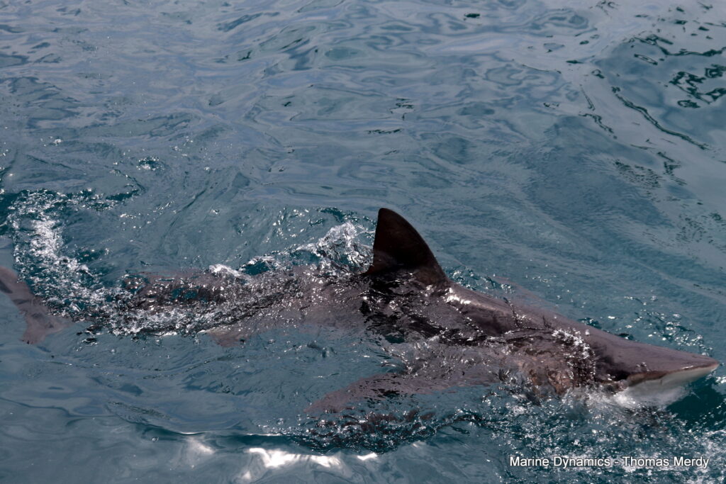 Shark cage diving, South Africa, Gansbaai