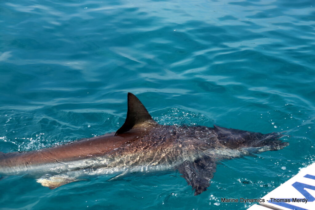 Shark cage diving, South Africa, Gansbaai