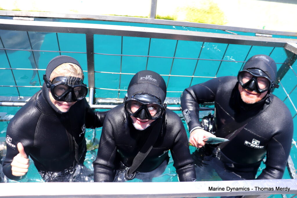 Shark cage diving, South Africa, Gansbaai