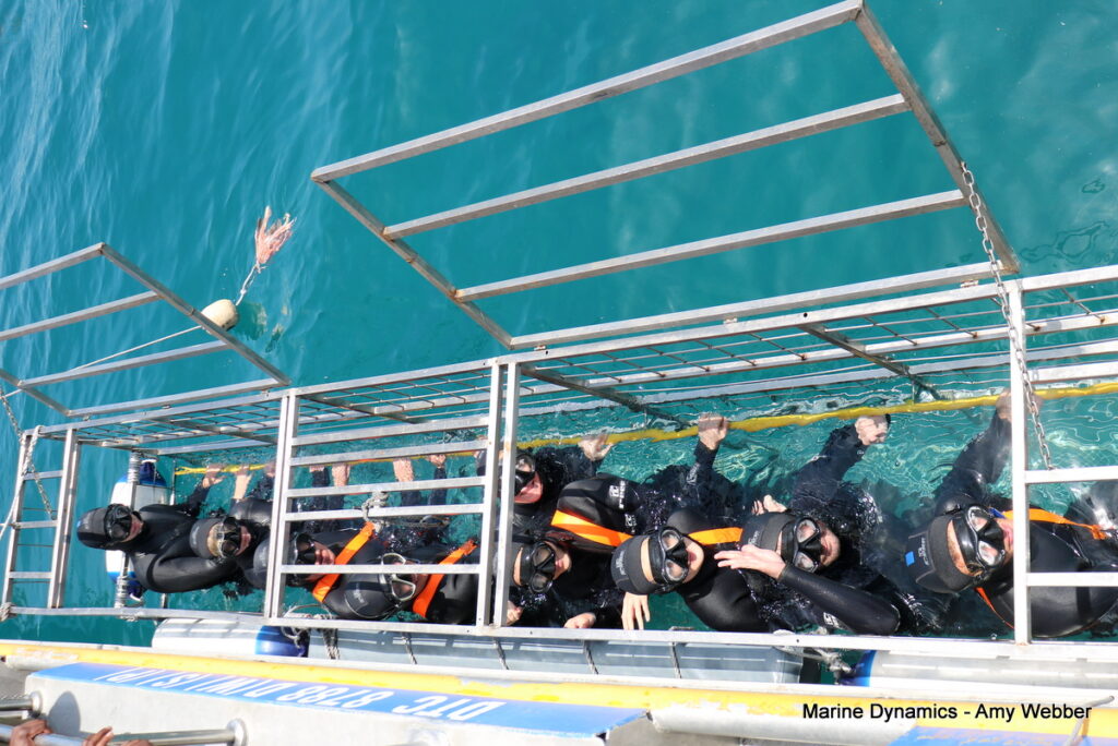 Shark cage diving, Gansbaai, South Africa