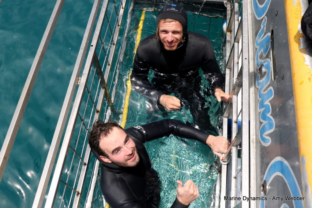 Shark cage diving, Gansbaai, South Africa