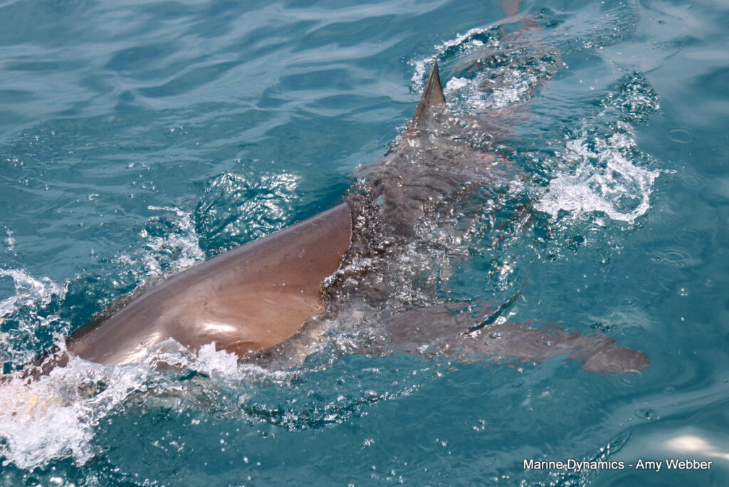 Shark cage diving, Gansbaai, South Africa