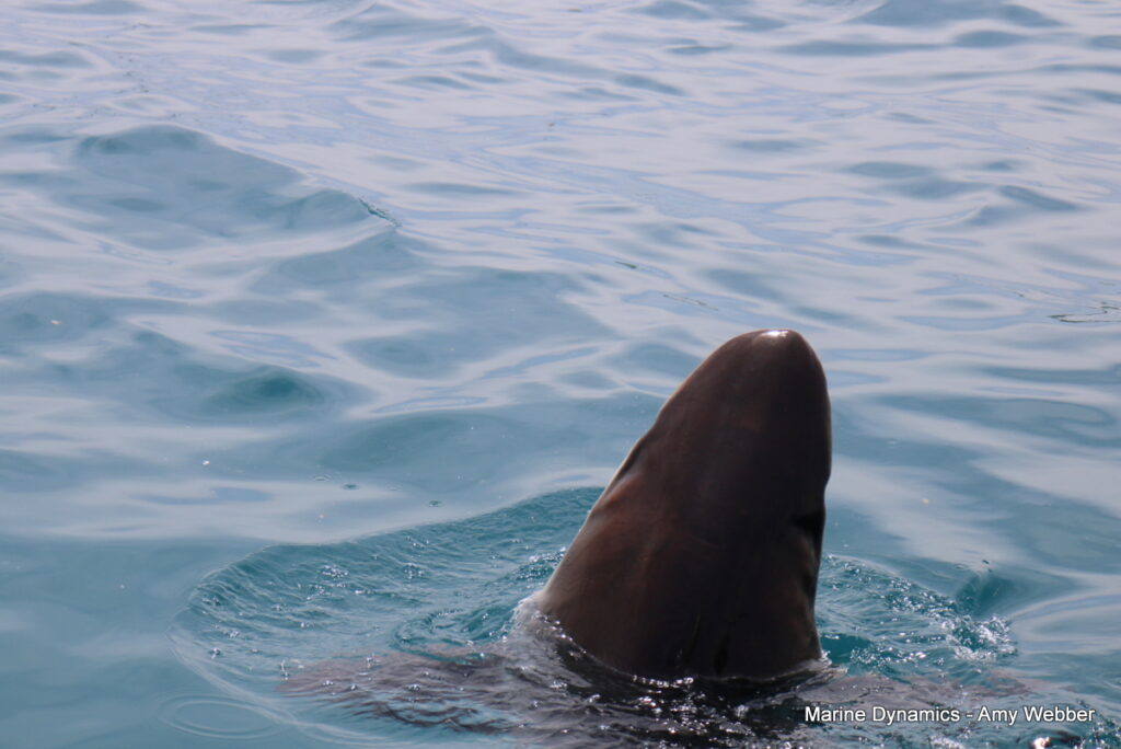 Shark cage diving, Gansbaai, South Africa
