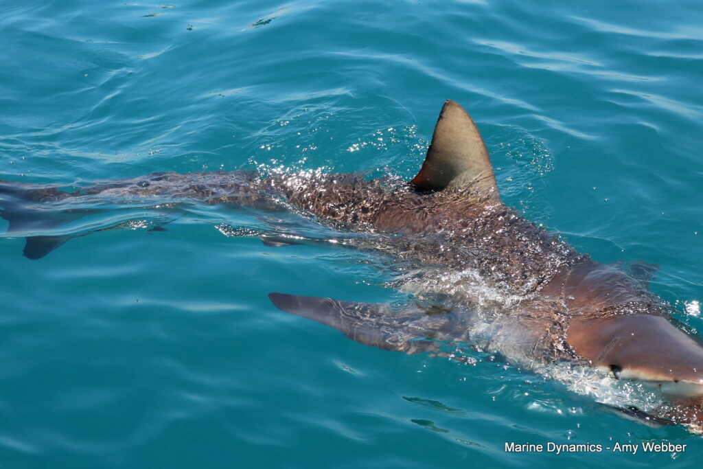 Shark cage diving, Gansbaai, South Africa