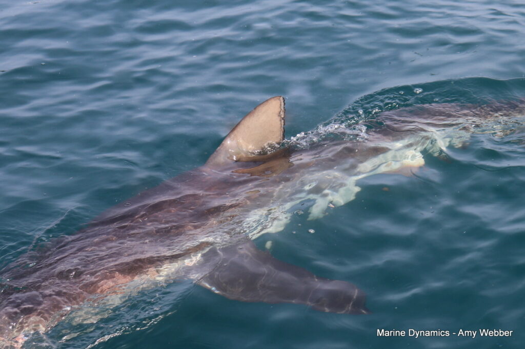 Shark cage diving, Gansbaai, South Africa