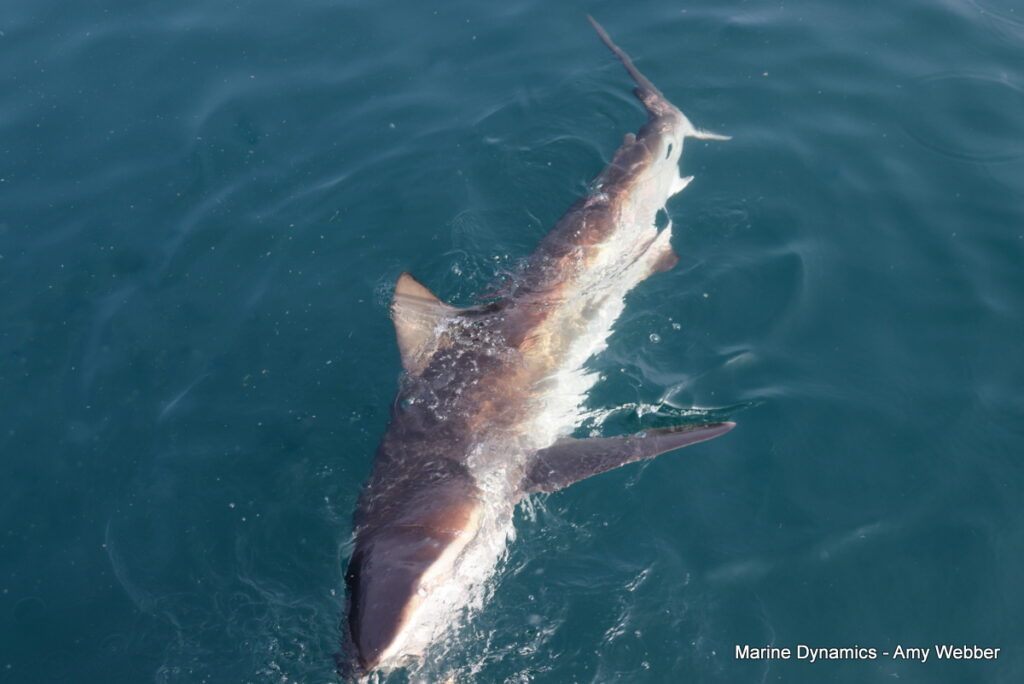 Shark cage diving, Gansbaai, South Africa