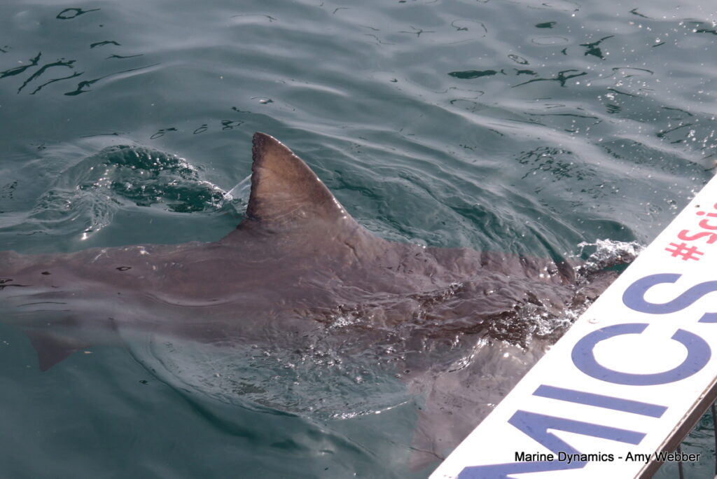 Shark cage diving, Gansbaai, South Africa