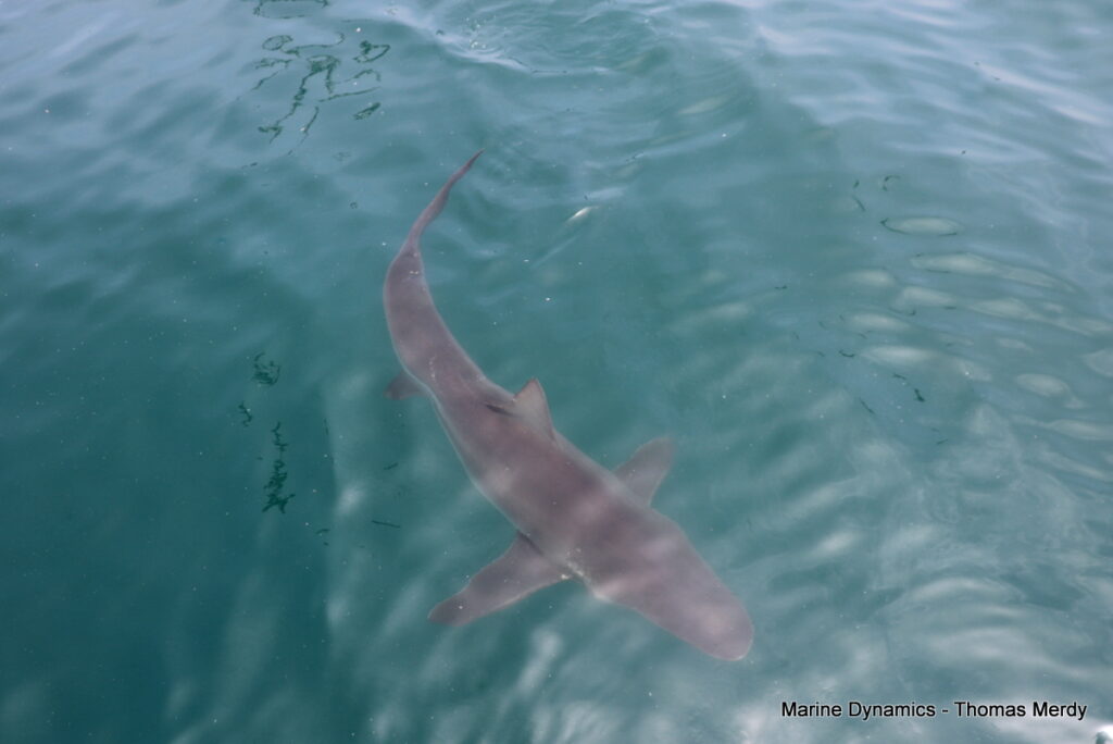 Shark cage diving, Gansbaai, South Africa