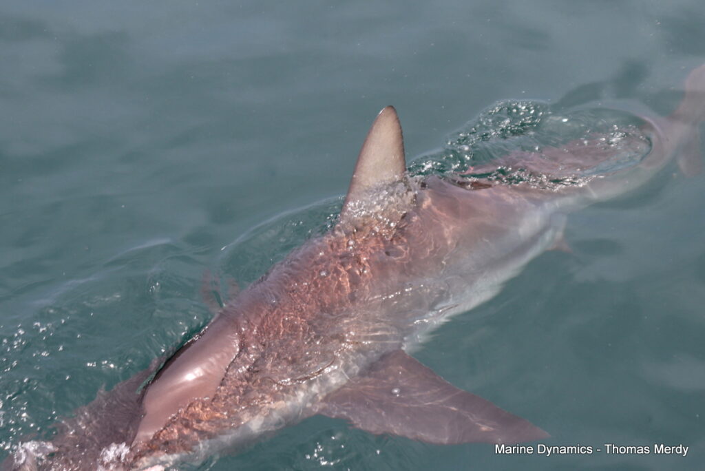 Shark cage diving, Gansbaai, South Africa