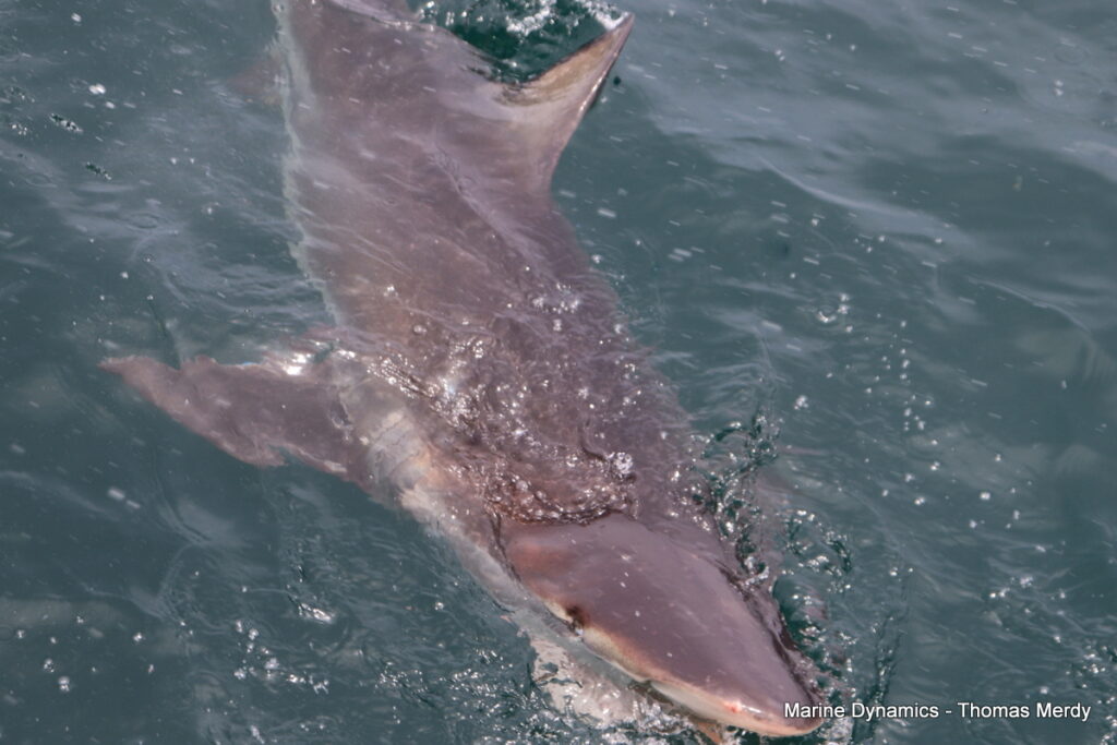 Shark cage diving, Gansbaai, South Africa