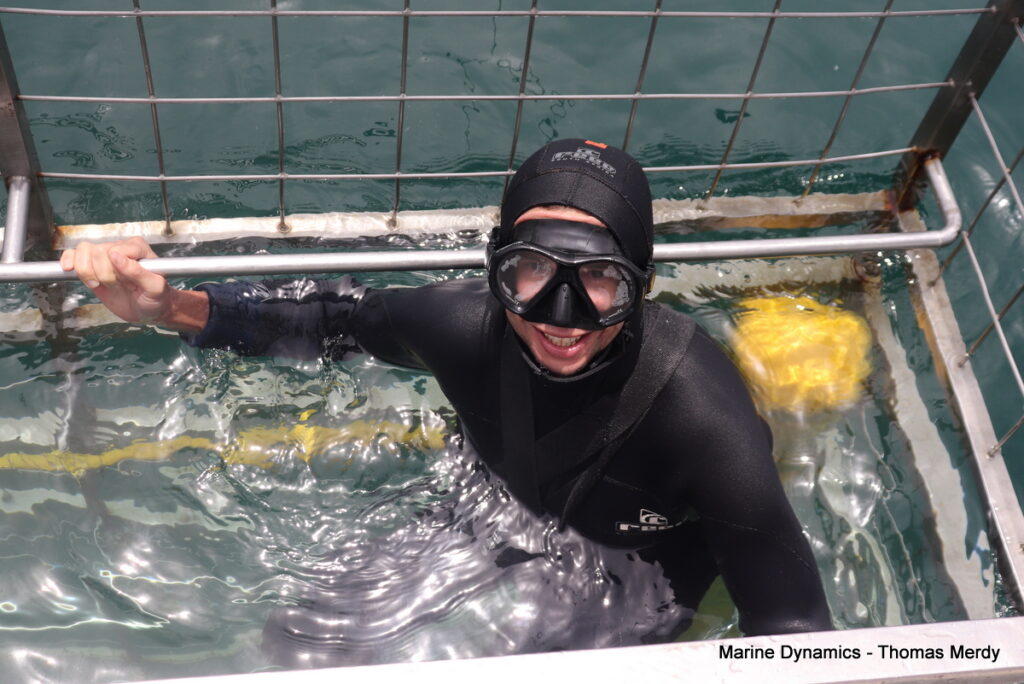Shark cage diving, Gansbaai, South Africa