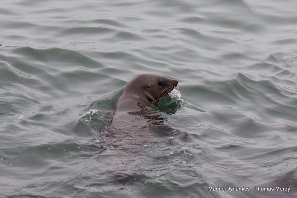 Shark cage diving, Gansbaai, South Africa