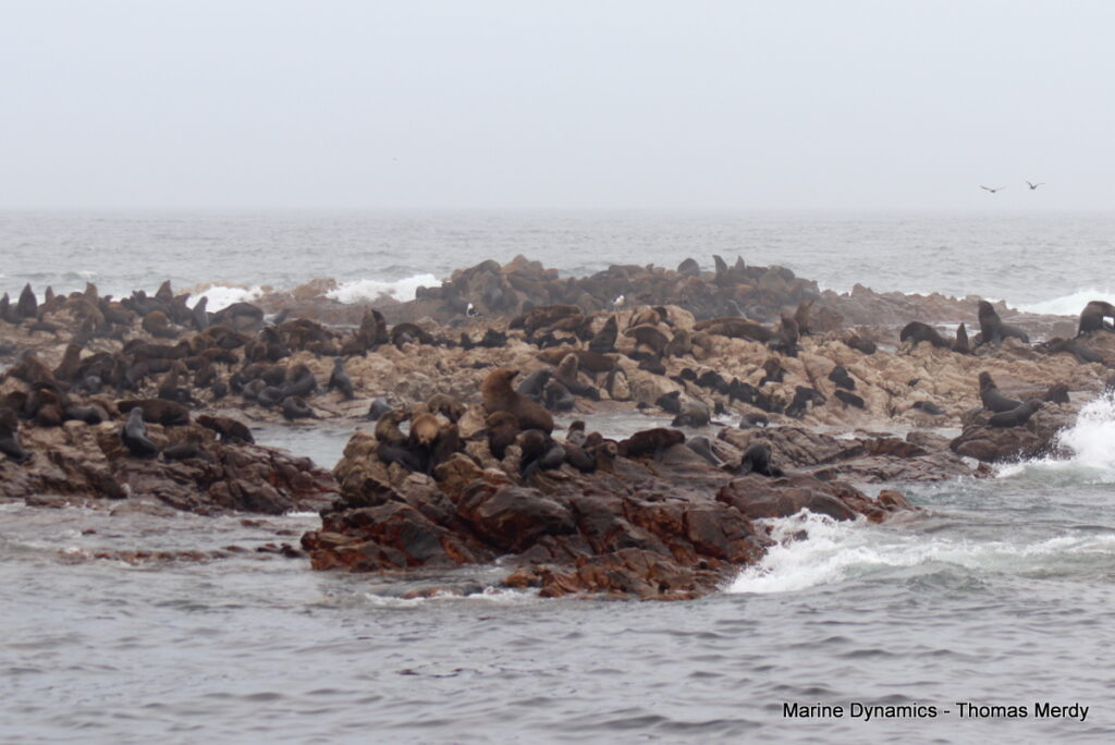 Shark cage diving, Gansbaai, South Africa