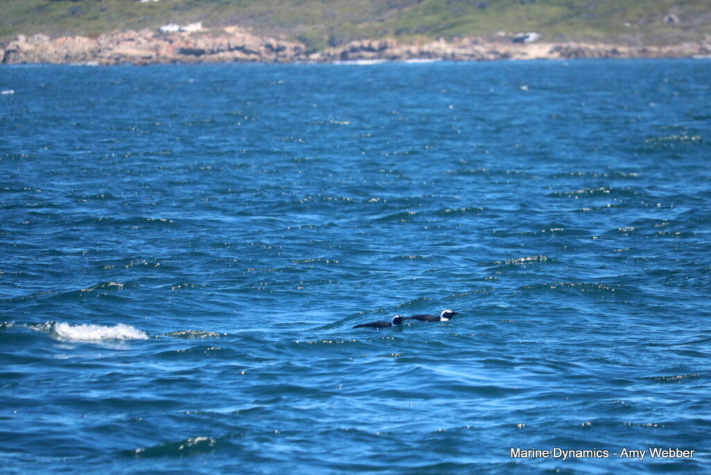 Shark cage diving, Gansbaai, South Africa