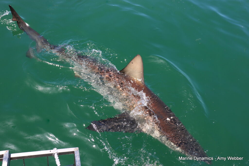 Shark cage diving, Gansbaai, South Africa