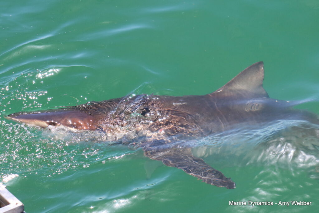 Shark cage diving, Gansbaai, South Africa