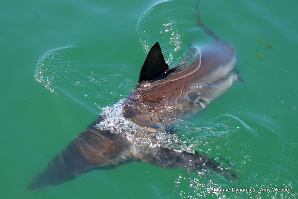Shark cage diving, Gansbaai, South Africa