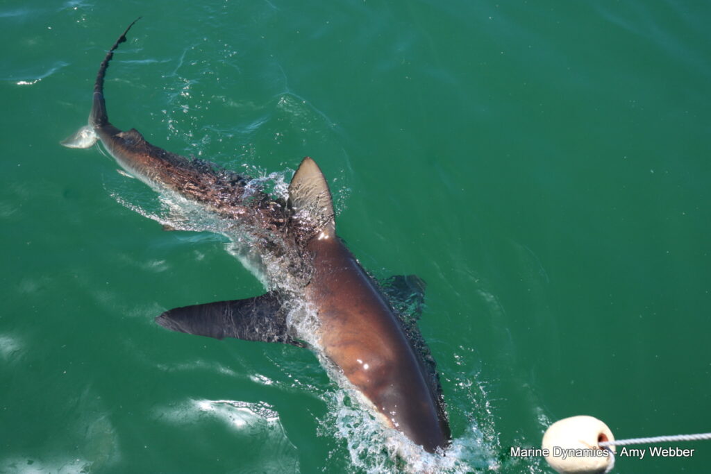 Shark cage diving, Gansbaai, South Africa