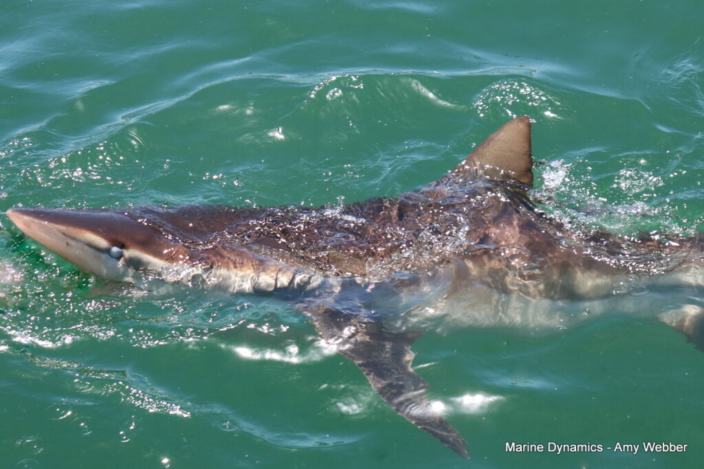 Shark cage diving, Gansbaai, South Africa