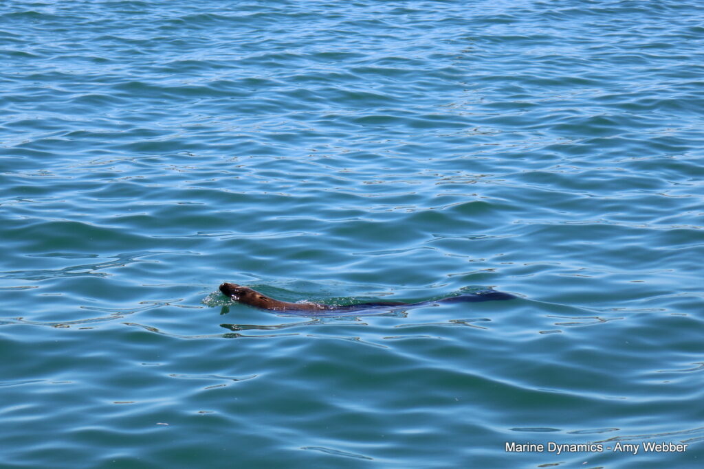Shark cage diving, Gansbaai, South Africa