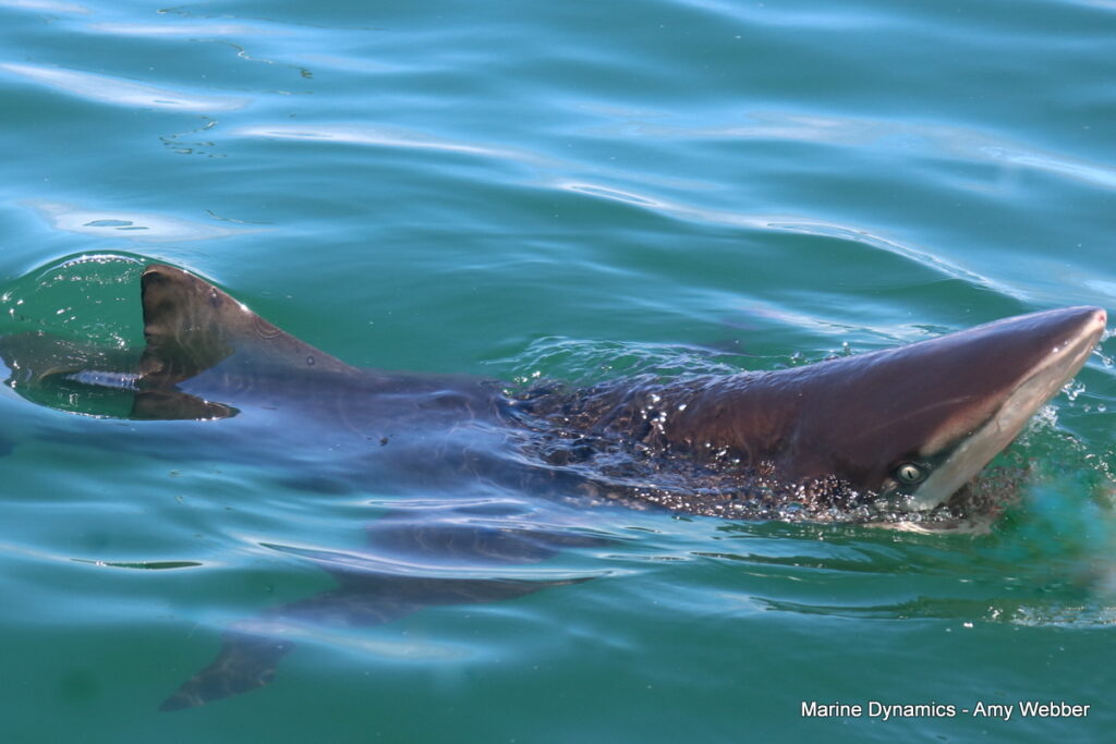 Shark cage diving, Gansbaai, South Africa