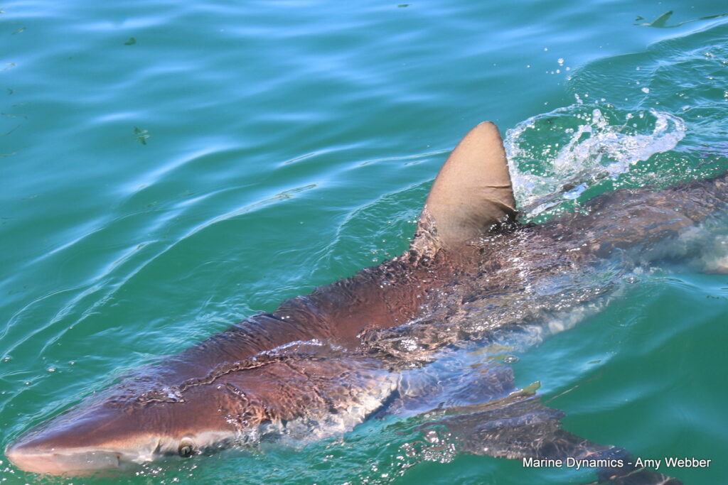 Shark cage diving, Gansbaai, South Africa